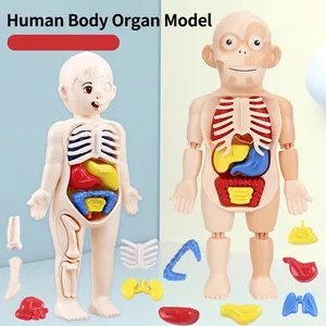 Human Body Anatomy Model Plastic Removable Organs Skeleton STEM Educational Science Learning Toy For Kids