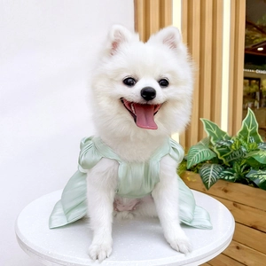 Detail of mint green pet wedding dress with puff sleeves and satin texture for small dogs