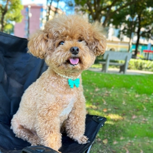 Brown poodle puppy wearing a white pearl pet collar with a mint green bow tie outdoors
