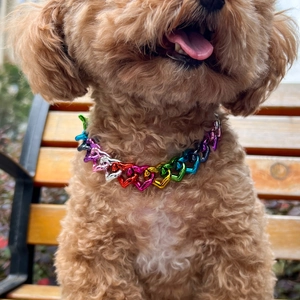 Detail of colorful heart-shaped chain pet collar on a poodle with metallic shine