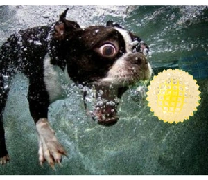 Action shot of a dog fetching a yellow spiky molar ball underwater for dental care