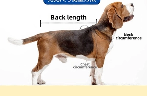 Size guide for pet raincoat showing chest, neck and back length measurements on a beagle dog