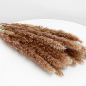 Close-up of natural dried pampas grass and reed bouquet on white surface