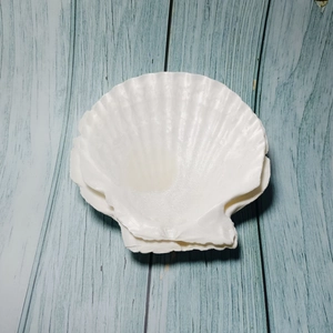 Natural 12cm white scallop shell for DIY crafts and home decor on blue wood surface