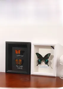 Detail of shadow box frames with real butterfly specimens and informative labels