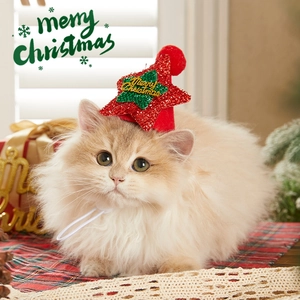 Chat doré portant un chapeau de Noël festif rouge avec une étoile verte Merry Christmas
