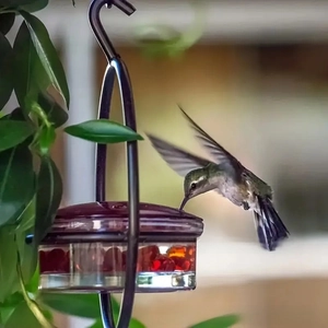 Detail of a metal hanging hummingbird feeder with a bird hovering in a garden setting
