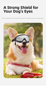 Detalle de gafas protectoras de PC en un perro Corgi con montura negra flexible