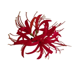 Elegant red Lycoris Radiata hair clip on white background for women accessories