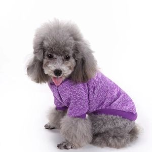 Close-up of purple knit pet sweater fabric texture on a small grey poodle dog