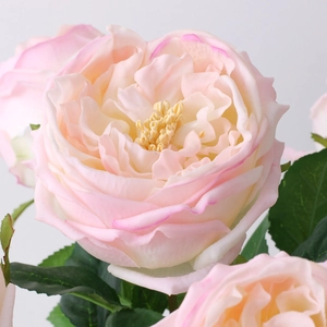 Macro close-up of pink and cream Austin rose petals with realistic yellow stamens