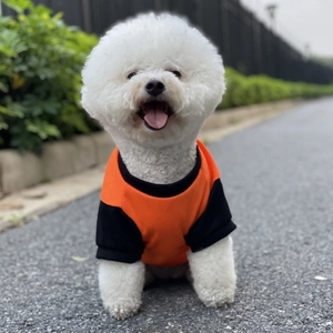 White Bichon Frise wearing a breathable orange and black pet t-shirt outdoors