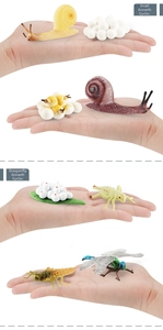 Detailed educational model showing the life cycle stages of a snail and a dragonfly