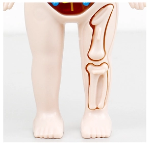 Detailed close-up showing human anatomy toy leg with internal bone structure and skin
