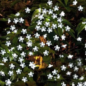 Cold white LED cherry blossom lights on green leaves for outdoor garden decor
