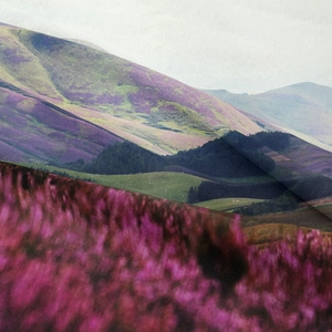Bohemian mountain landscape tapestry featuring blooming purple heather flowers in a natural style