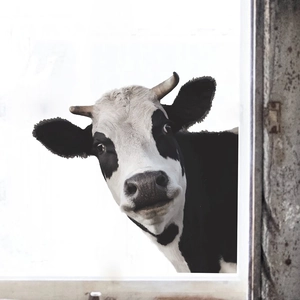 Playful black and white cow wall sticker peeking from window frame for home decoration