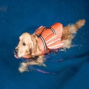 Gilet de sauvetage orange pour chien avec bandes réfléchissantes et ailes d'ange