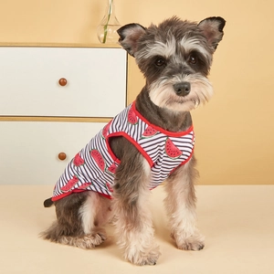 Striped pet vest with watermelon print on a Schnauzer dog in a home setting