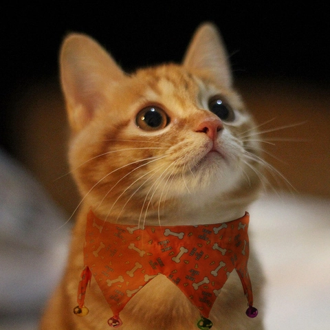 Halloween Haustierhalsband Verstellbar Polyester Halsband Mit Bunten Glocken Für Katzen Und Hunde Party Dekoration