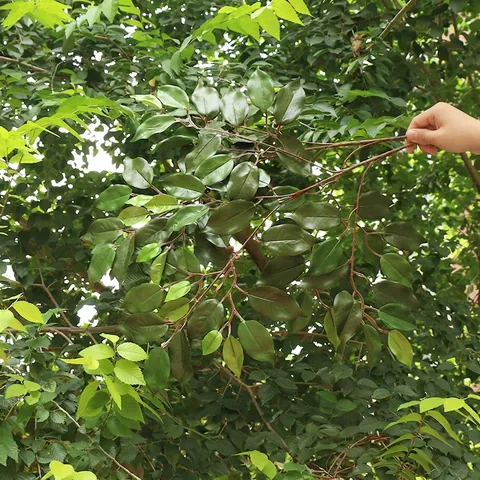 Artificial Tree Leaves Branch Realistic Satin Plastic With Glue Coating Waterproof For Home Wedding Outdoor Garden Decoration