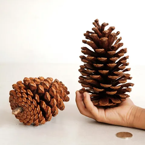 Large Natural Dried Pine Cones For Christmas Decoration DIY Craft Material Rustic Home Decor Ornaments