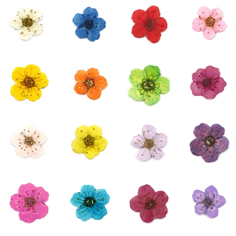 Fiori Secchi Pressati Naturali Per Gioielli In Resina Decorazione Unghie Cover Telefono Fai Da Te Artigianato