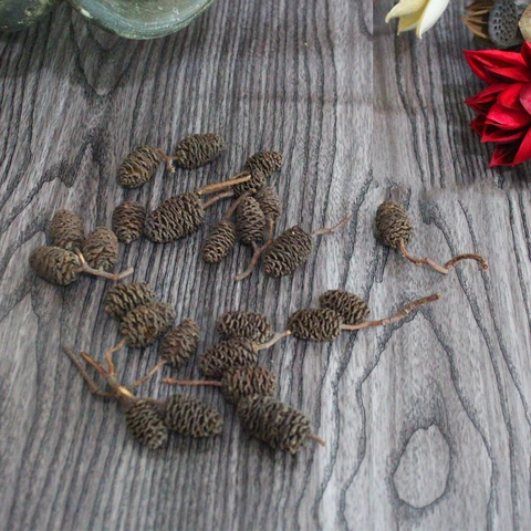 Natürliche Getrocknete Erlenzapfen Kleine Kiefernzapfen Für DIY Handwerk Blumenarrangement Haus Dekor Fotografie Requisiten