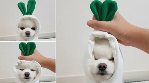 Sudadera Con Capucha Dibujos Animados Para Perro Gato Ropa Invierno Forro Polar Cálido Forma Fruta Animal Perros