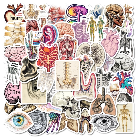 Vintage Human Anatomy Stickers Waterproof Vinyl Medical Illustration Decals For DIY Scrapbooking Journal Laptop Decoration
