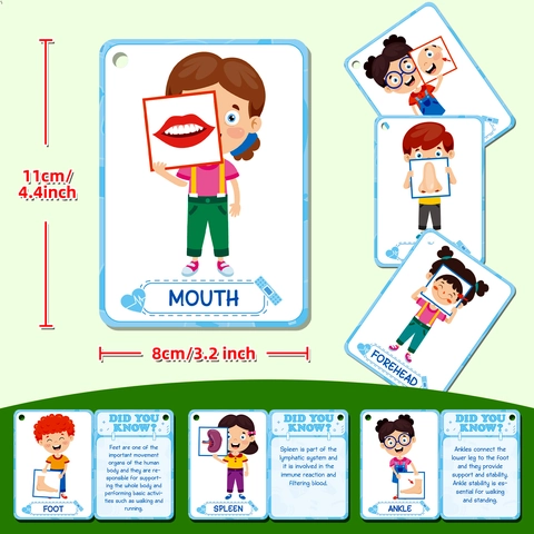 Carta Flashcard Cognizione Corporea Per Bambini Anatomia Umana Carte Apprendimento Educativo Per Sviluppo Precoce Montessori Giocattolo