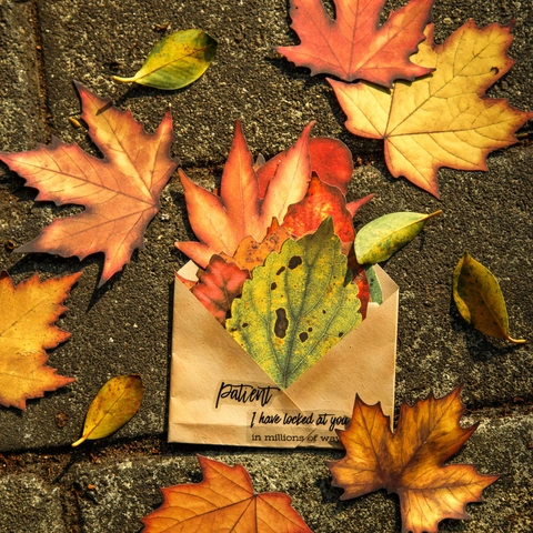 Autumn Leaves PET Material Paper Vintage Scrapbooking Decorative Stickers For Junk Journal DIY Craft Floral Butterfly Patterns