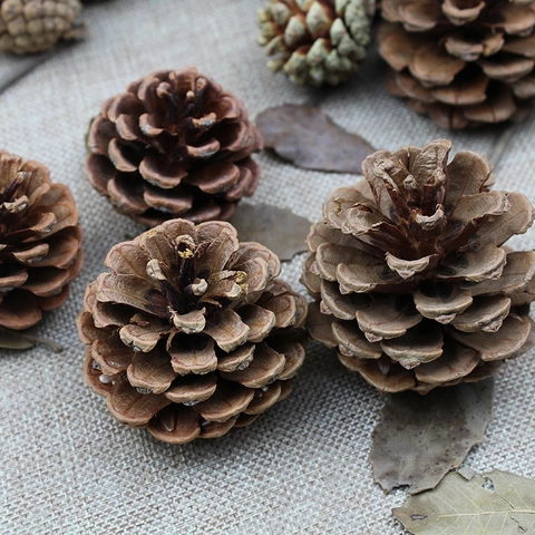 Pigne Naturali Decorazioni per Albero di Natale Rustico in Legno Pigna Fai da Te Artigianato Ornamento per Matrimonio Casa Festa