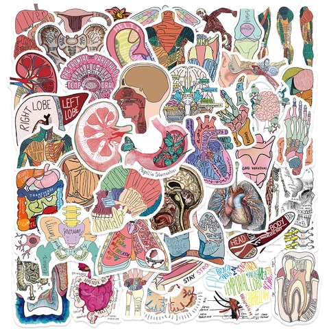 Menschliche Anatomische Organe Medizinische Wissenschaft Illustration Wasserdichte PVC Dekorative Aufkleber Für Laptop Journal Scrapbooking