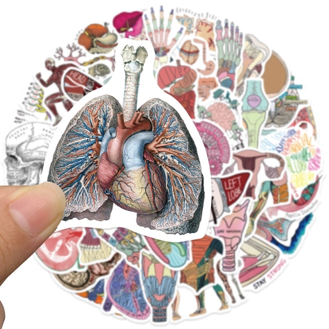 Menschliche Anatomische Organe Medizinische Wissenschaft Illustration Wasserdichte PVC Dekorative Aufkleber Für Laptop Journal Scrapbooking