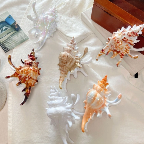Muschel Haarkralle Große Schnecke Haargreifer Acetat Harz Haarklemme Französischer Stil Marine Thema Haarschmuck Für Damen