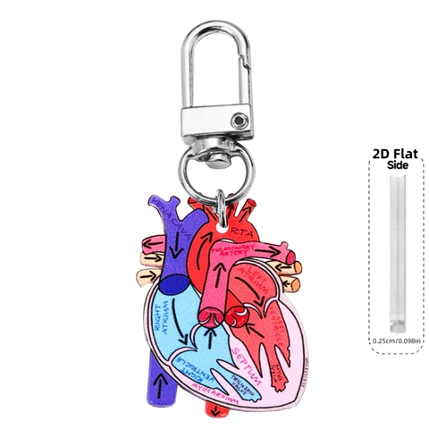 Nurse Theme Anatomical Heart Brain Diagram Keychain Medical Science Acrylic Key Ring For Nurses Doctors Students Gift