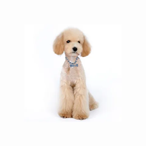 Collier pour Animaux de Compagnie avec Pendentif en Forme d'Os en Strass Bijoux en Métal pour Chiens Chats Réglables