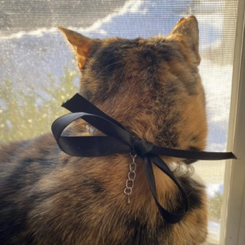Collier de Künstliche Perles pour Animaux Avec Nœud en Satin Noir Entretoises en Strass Choker Réglable pour Chats Chiens Mariage Bijoux
