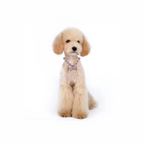 Collier pour Animaux avec Pendentif Os en Strass Ajustable Collier Brillant en Cristal pour Chien Chat avec Fermoir Homard