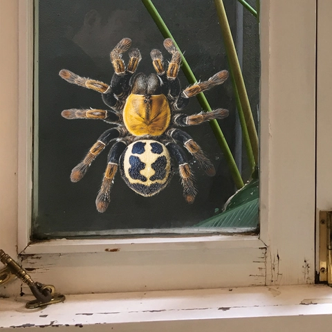 Pegatina De Ventana De Araña Realista PVC Adsorción Estática Decoración De Halloween Impermeable Extraíble Pegatina De Pared Vidrio