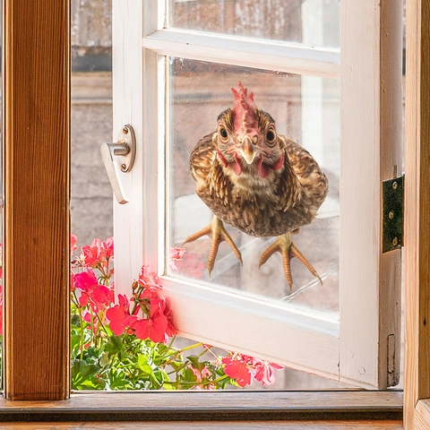 3D Realistischer Spähender Hahn Wandaufkleber Spähendes Huhn Fensteraufkleber PVC Dekoration DIY Home Dekor Für Wohnzimmer Fenster