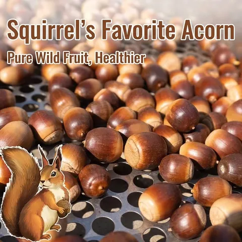 Natural Wild Acorns For Squirrel Hamster Food Fresh Oak Nuts For Small Animals Pet Snack DIY Decorative Acorns