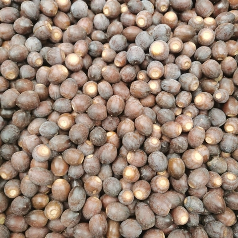 Natural Wild Acorns For Squirrel Hamster Food Fresh Oak Nuts For Small Animals Pet Snack DIY Decorative Acorns