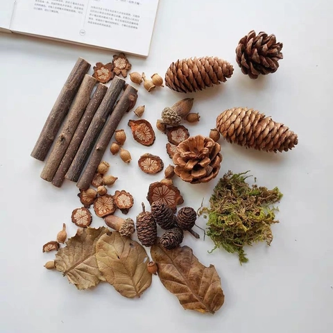 Fleurs Séchées Naturelles Pommes de Pin Glands Feuilles Copeaux de Bois Ensemble DIY Style Forêt Décorations Accessoires Photo