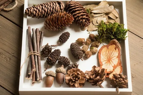 Natürliche Fotografie Requisiten Waldstil DIY Material Sammlung Tannenzapfen Eicheln Moos Holzscheiben Vintage Botanische Deko