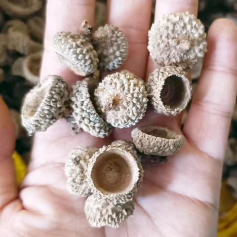 Natural Dried Acorn Caps And Seeds For DIY Floral Autumn Decoration Rustic Acorns For Christmas Wreath Craft Decorating