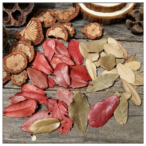 Natural Dried Leaves Wood Slices Forest Style Photography Props For Vintage Home Bonsai Window Decoration DIY Crafts