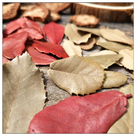 Natural Dried Leaves Wood Slices Forest Style Photography Props For Vintage Home Bonsai Window Decoration DIY Crafts