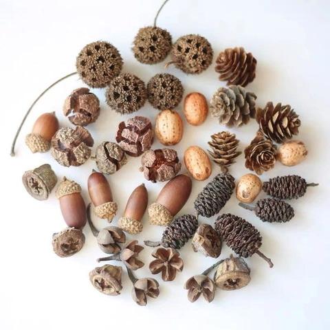 Ghiande Essiccate Naturali Pigne e Steli di Grano Dorato per Artigianato Fai da Te Decorazione Natalizia Ornamenti Rustici